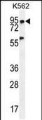 Pleckstrin Homology Domain Containing A4 antibody, PA5-48272, Invitrogen Antibodies, Western Blot image 