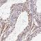 H1 Histone Family Member N, Testis Specific antibody, HPA046204, Atlas Antibodies, Immunohistochemistry frozen image 