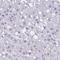 Ryanodine Receptor 1 antibody, NBP2-33785, Novus Biologicals, Immunohistochemistry frozen image 