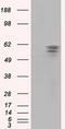 Pantothenate Kinase 2 antibody, TA501321AM, Origene, Western Blot image 