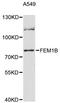 Fem-1 Homolog B antibody, LS-C747871, Lifespan Biosciences, Western Blot image 