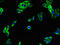 Leucine-rich repeat transmembrane neuronal protein 4 antibody, CSB-PA774813LA01HU, Cusabio, Immunofluorescence image 