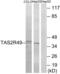 Taste 2 Receptor Member 20 antibody, abx015484, Abbexa, Western Blot image 