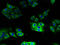 Cytochrome B5 Type A antibody, A51913-100, Epigentek, Immunofluorescence image 