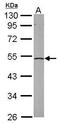 Eukaryotic Translation Initiation Factor 2 Subunit Beta antibody, GTX106484, GeneTex, Western Blot image 