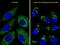 Autophagy Related 4D Cysteine Peptidase antibody, M09793, Boster Biological Technology, Immunofluorescence image 