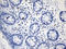 CD8 antibody, UM800133CF, Origene, Immunohistochemistry paraffin image 