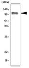 Toll Like Receptor 7 antibody, MBS200017, MyBioSource, Western Blot image 