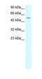 Transcription Factor AP-2 Delta antibody, orb329567, Biorbyt, Western Blot image 