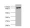  Thermus aquaticus DNA polymerase I,thermostable  antibody, orb241370, Biorbyt, Western Blot image 