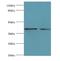 Galectin 9 antibody, MBS1495645, MyBioSource, Western Blot image 
