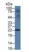 Interleukin 18 antibody, LS-C720354, Lifespan Biosciences, Western Blot image 