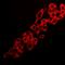 Adenosine A2a Receptor antibody, orb338920, Biorbyt, Immunofluorescence image 