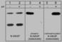 WASL antibody, WP2201, ECM Biosciences, Western Blot image 