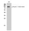 Forkhead Box O1 antibody, A00073S322S325, Boster Biological Technology, Western Blot image 