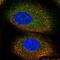 ALK4 antibody, HPA063761, Atlas Antibodies, Immunofluorescence image 