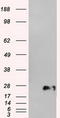 Neurogenin 1 antibody, TA500303BM, Origene, Western Blot image 