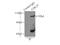 Cell Division Cycle 27 antibody, 10918-1-AP, Proteintech Group, Immunoprecipitation image 