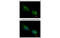 Deltex E3 Ubiquitin Ligase 1 antibody, MBS837726, MyBioSource, Immunofluorescence image 