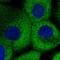 E3 ubiquitin-protein ligase KCMF1 antibody, HPA030383, Atlas Antibodies, Immunofluorescence image 