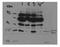 Coiled-Coil-Helix-Coiled-Coil-Helix Domain Containing 3 antibody, NBP1-56871, Novus Biologicals, Western Blot image 