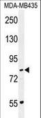 Protocadherin Gamma Subfamily A, 1 antibody, LS-C163437, Lifespan Biosciences, Western Blot image 