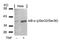 NFKB Inhibitor Alpha antibody, MBS9402488, MyBioSource, Western Blot image 