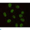Protein Kinase, DNA-Activated, Catalytic Subunit antibody, LS-C812943, Lifespan Biosciences, Immunocytochemistry image 
