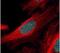 Zinc Finger And SCAN Domain Containing 21 antibody, PA5-28154, Invitrogen Antibodies, Immunofluorescence image 