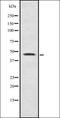 SRY-Box 11 antibody, orb337410, Biorbyt, Western Blot image 