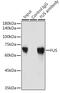 FUS RNA Binding Protein antibody, GTX55629, GeneTex, Immunoprecipitation image 