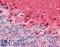 Septin-7 antibody, LS-B11580, Lifespan Biosciences, Immunohistochemistry frozen image 