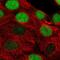 Timeless Circadian Regulator antibody, PA5-63886, Invitrogen Antibodies, Immunofluorescence image 