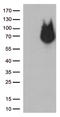 REST Corepressor 1 antibody, LS-C796493, Lifespan Biosciences, Western Blot image 