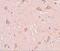 Signal Induced Proliferation Associated 1 Like 1 antibody, NBP2-81801, Novus Biologicals, Immunohistochemistry frozen image 