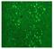 Calbindin 2 antibody, NBP1-30050, Novus Biologicals, Immunohistochemistry frozen image 