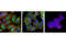 Myristoylated Alanine Rich Protein Kinase C Substrate antibody, 5607S, Cell Signaling Technology, Immunofluorescence image 