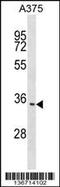 Integral Membrane Protein 2C antibody, 59-012, ProSci, Western Blot image 