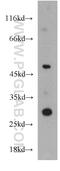 Zinc Finger Protein 597 antibody, 20922-1-AP, Proteintech Group, Western Blot image 