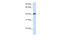 Fc Receptor Like A antibody, 26-475, ProSci, Enzyme Linked Immunosorbent Assay image 