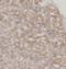 Plasma cell-induced resident endoplasmic reticulum protein antibody, FNab05530, FineTest, Immunohistochemistry frozen image 