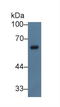 Neutrophil Cytosolic Factor 2 antibody, LS-C314459, Lifespan Biosciences, Western Blot image 