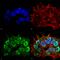 SH3 And Multiple Ankyrin Repeat Domains 3 antibody, MA5-27602, Invitrogen Antibodies, Immunofluorescence image 