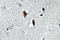 Lamin B1 antibody, LS-C177606, Lifespan Biosciences, Immunohistochemistry paraffin image 