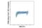 PCNA antibody, 82968S, Cell Signaling Technology, Flow Cytometry image 