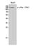 FMS antibody, A00082Y561, Boster Biological Technology, Western Blot image 