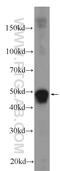 Centrosomal Protein 55 antibody, 23891-1-AP, Proteintech Group, Western Blot image 