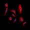 Wnt Family Member 1 antibody, orb214739, Biorbyt, Immunofluorescence image 