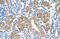 Fumarylacetoacetate Hydrolase antibody, 29-619, ProSci, Immunohistochemistry paraffin image 