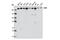 Chromodomain Helicase DNA Binding Protein 1 antibody, 4351S, Cell Signaling Technology, Western Blot image 